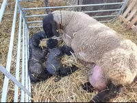 كبش, Dorper sheep — الصورة 4
