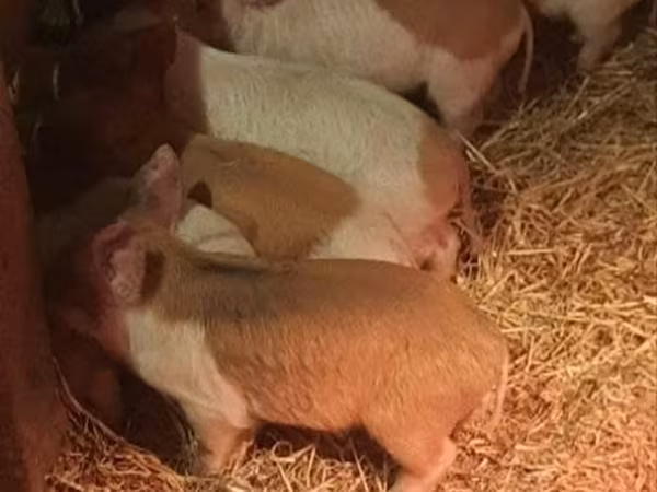 Sow, Pigs
