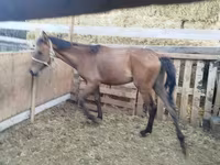 حصان, French Trotter — الصورة 2