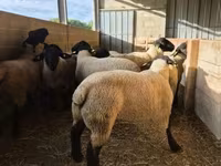 Widder, White Suffolk sheep — Foto 3