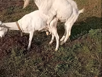 ஆண் வெள்ளாடு, Saanen goat — புகைப்படம் 4