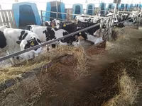 Bulle, Swiss cattle — Foto 5