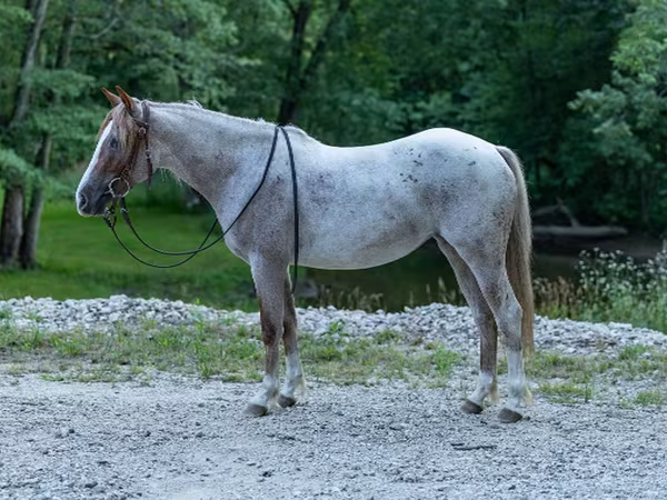 Klisna, Quarter Horse