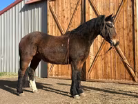 Kůň, Mustang — foto 1
