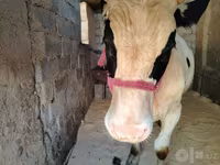 ثور, Russian Black pied cattle — الصورة 1
