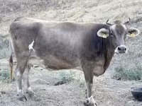 गाय, Ukrainian Brown Dairy Cattle — फ़ोटो 3