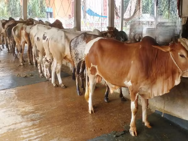 Bull, Cattle