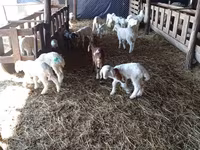 Sheep, Awassi sheep — photo 3