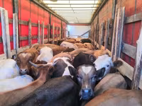 Vaca, Simmental cattle — foto 4
