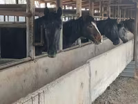 குதிரை, Horse breed — புகைப்படம் 6