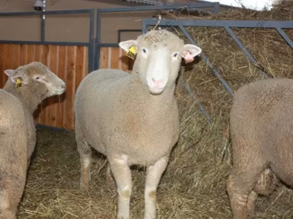 Widder, Dorset horn sheep