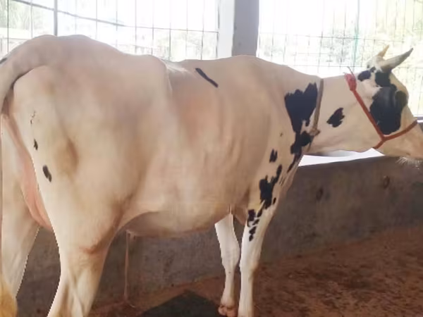 Cow, Holstein breed