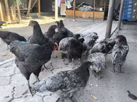 ஆஸ்த்ராலார்ப் — புகைப்படம் 2