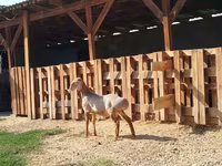 Ram, Edilbay sheep — photo 2