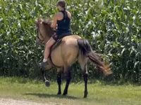Hengst, Rocky Mountain Horse — Foto 6