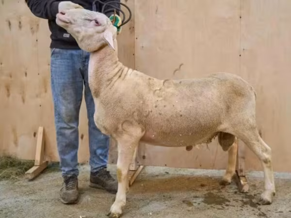 ஆண் ஆடு, Lacaune sheep