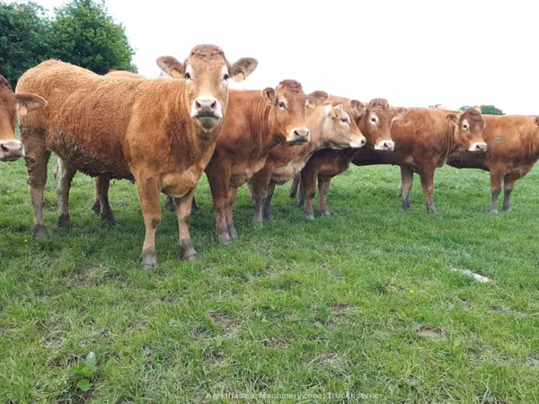 Limousin-Kuh