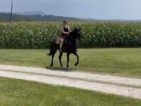 Klisna, Przewalski's horse — foto 2