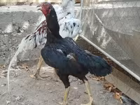 Chickens — फ़ोटो 1