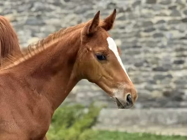 Hengst, Anglo-Arabian