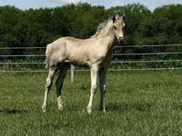 Klisna, Rocky Mountain Horse — foto 8