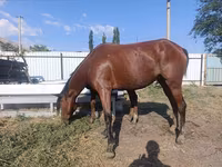 பெண் குதிரை, Thoroughbred horse — புகைப்படம் 6