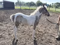Klisna, Pinto horses — foto 1