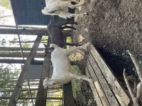 Billy Goat, LaMancha goats — photo 2