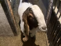 تيس, Kamori goats — الصورة 2