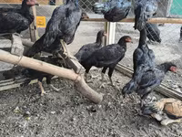 Chickens — फ़ोटो 2