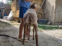 Ram, Edilbay sheep — photo 5