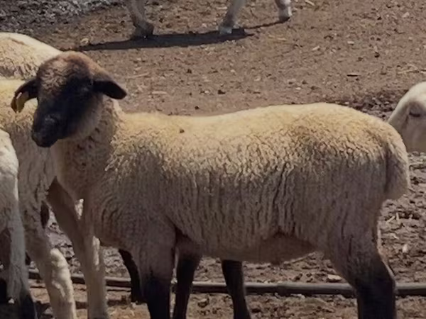 मेढ़ा, Hampshire sheep