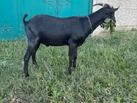 公山羊, Murcia-Granada goats — 照片 3