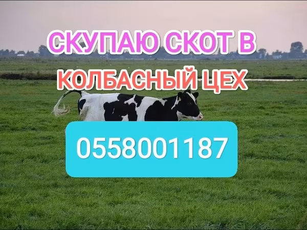 Holštýnské plemeno
