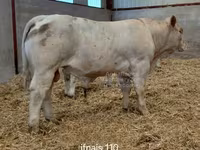 Býk, Charolais cattle — foto 2