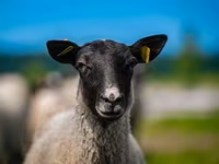 Widder, Romanov sheep — Foto 1