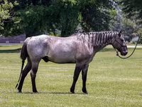 حصان, Quarter Horse — الصورة 2