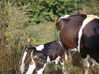 Bulle, Holstein-Rasse — Foto 2