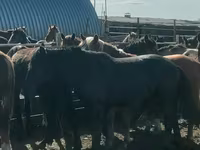 குதிரை, Horse breed — புகைப்படம் 1