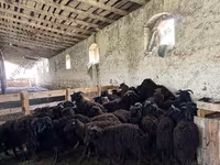 Sheep, Katum sheep — photo 4