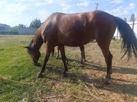 பெண் குதிரை, Thoroughbred horse — புகைப்படம் 7