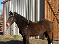 Kůň, Mustang — foto 2