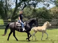 Klisna, Rocky Mountain Horse — foto 4