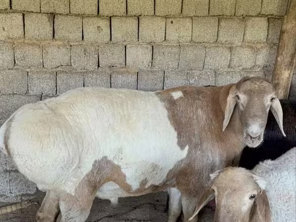 Beran, Rhon sheep