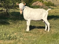 ஆண் வெள்ளாடு, Saanen goat — புகைப்படம் 3