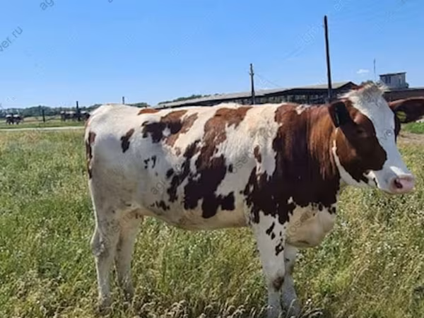 Cow, Russian Black pied cattle