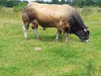 காளை, Partenaise cattle — புகைப்படம் 7