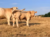 Býk, Charolais cattle — foto 1