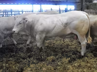 Býk, Blonde d’Aquitane cattle — foto 6