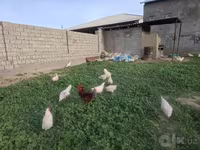 لوهمان براون — الصورة 4